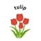 tulip